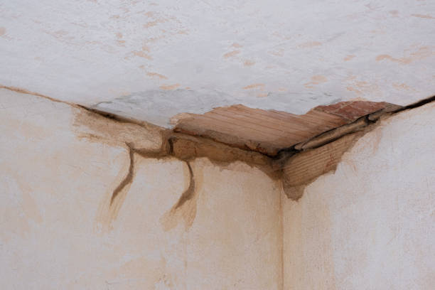 Best Mold removal after water damage  in Rankin, PA