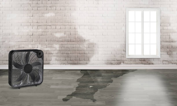Best Basement water damage restoration  in Rankin, PA